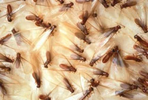 http://2.bp.blogspot.com/-px0UAFjwwDU/UXMLRykMWWI/AAAAAAAAAMM/t-x_cwxoYPY/s400/swarming+termites.jpg