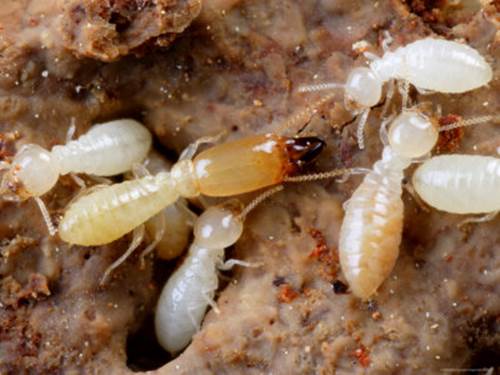 http://2.bp.blogspot.com/-ogAPQzr6zDE/UXMBq0DWl2I/AAAAAAAAALs/fj_uTDf0StA/s400/termites.jpg