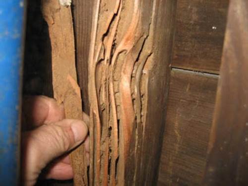 http://3.bp.blogspot.com/-JPcb-QP3uhg/UXMDld_wQZI/AAAAAAAAAL4/PrUyjVHJYnQ/s400/substantial-termite-damage.jpg