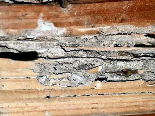 http://3.bp.blogspot.com/-zHvSoAYch5E/UXMInOaIpwI/AAAAAAAAAMI/w0nPo0Y7U4A/s400/termite-damaged+sill.jpg